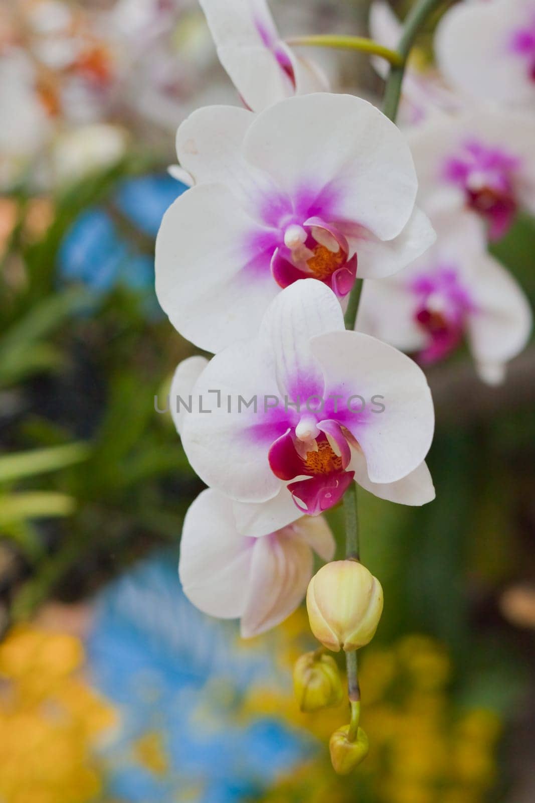 Beautiful orchid
