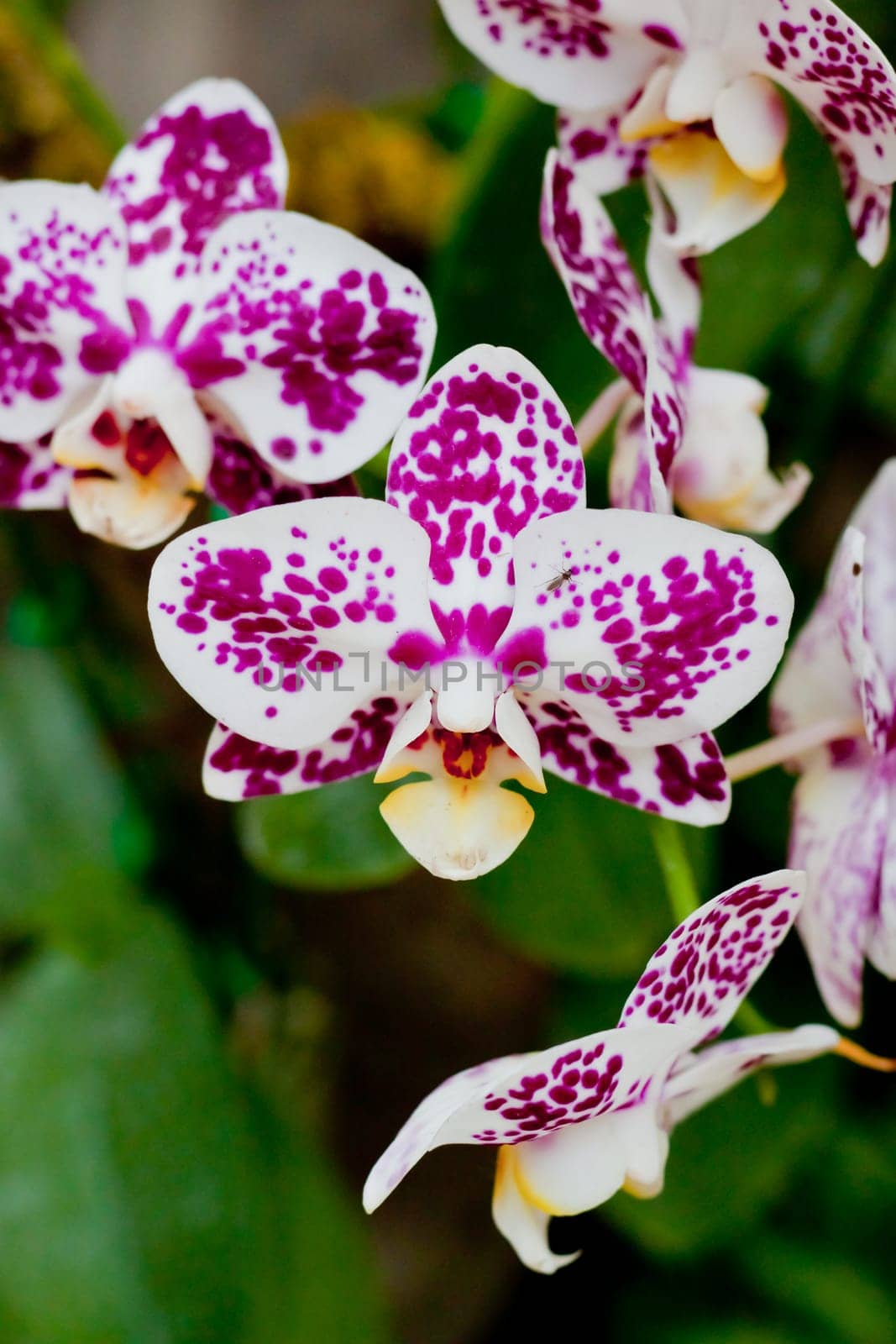Beautiful orchid