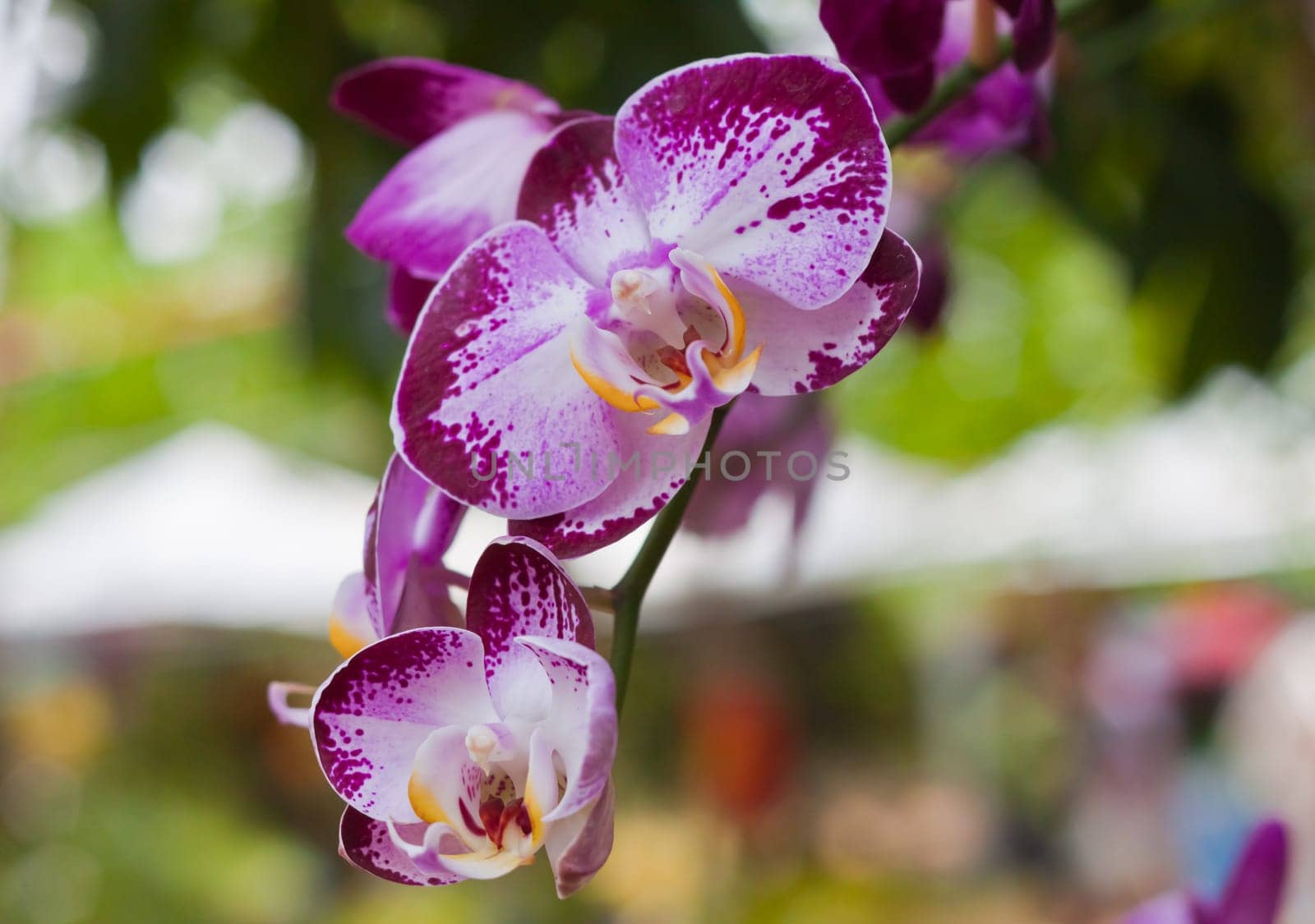 Beautiful orchid
