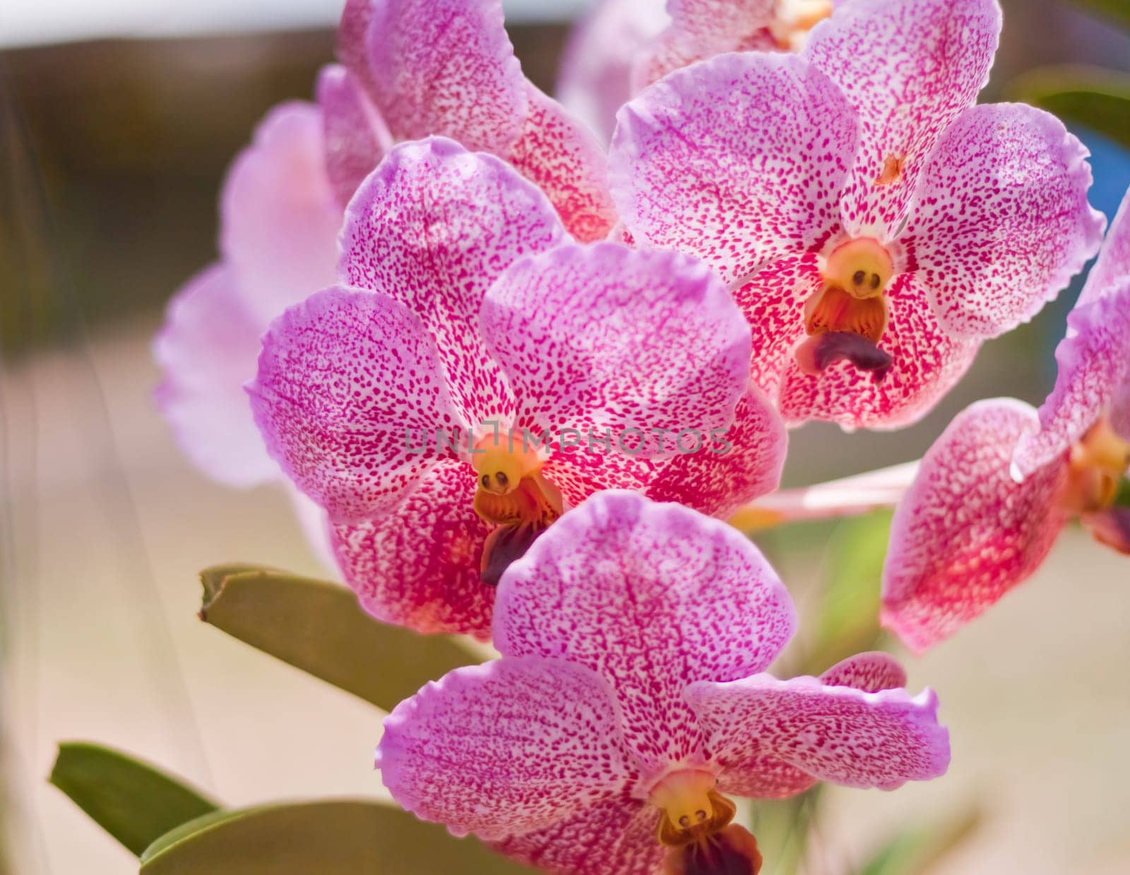 Beautiful orchid
