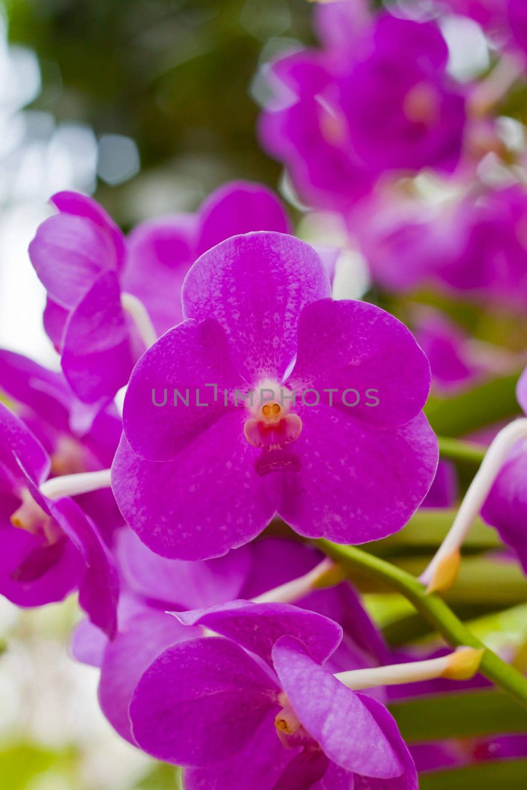 Beautiful orchid