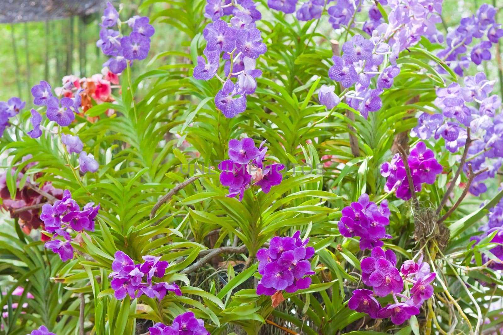 Beautiful orchid