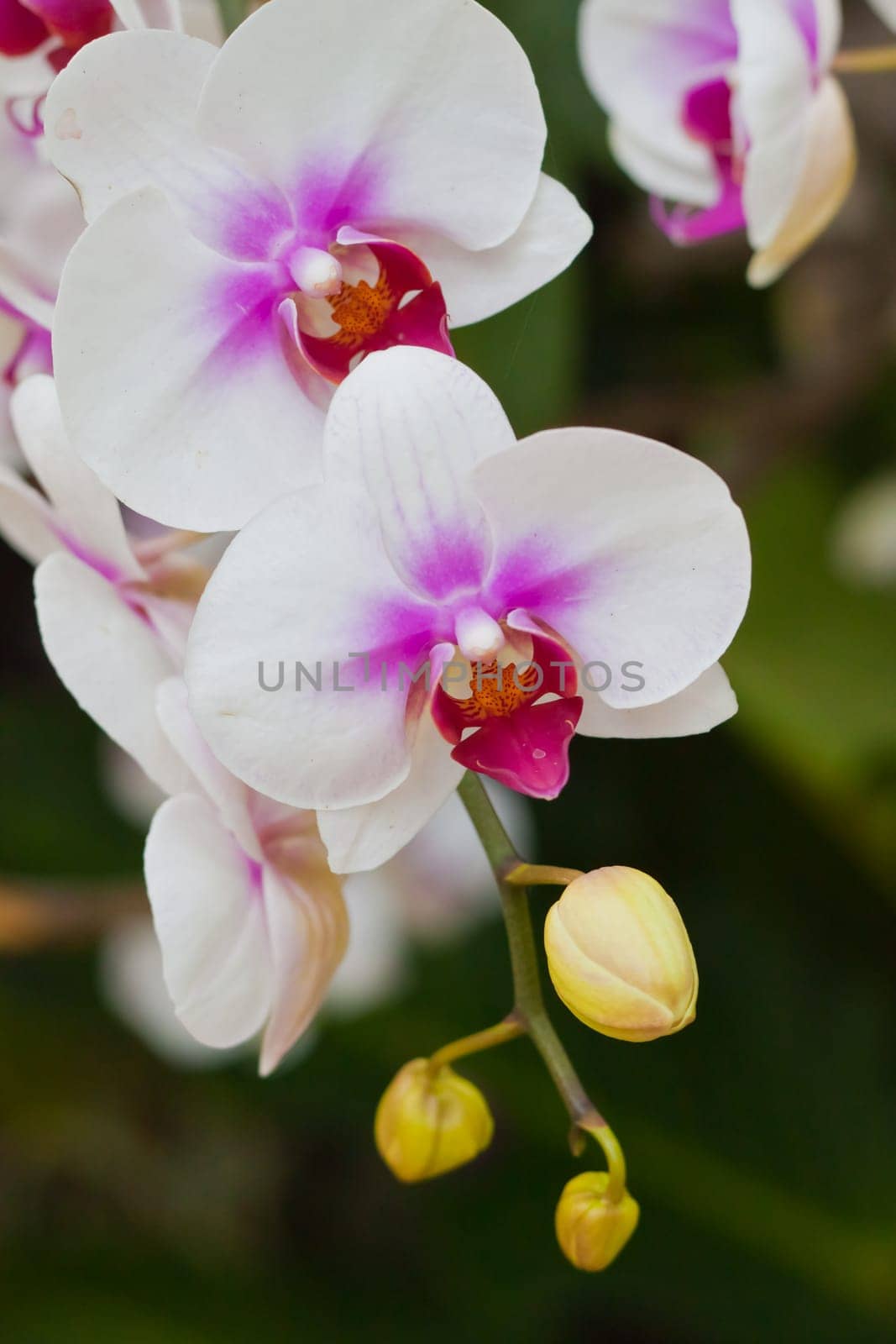 Beautiful orchid