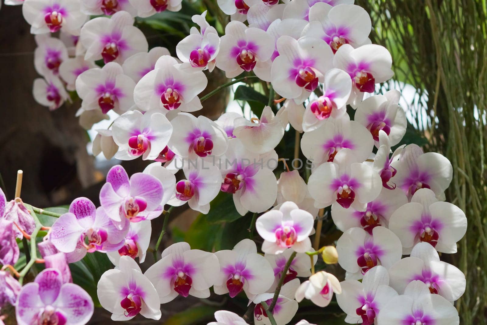 Beautiful orchid