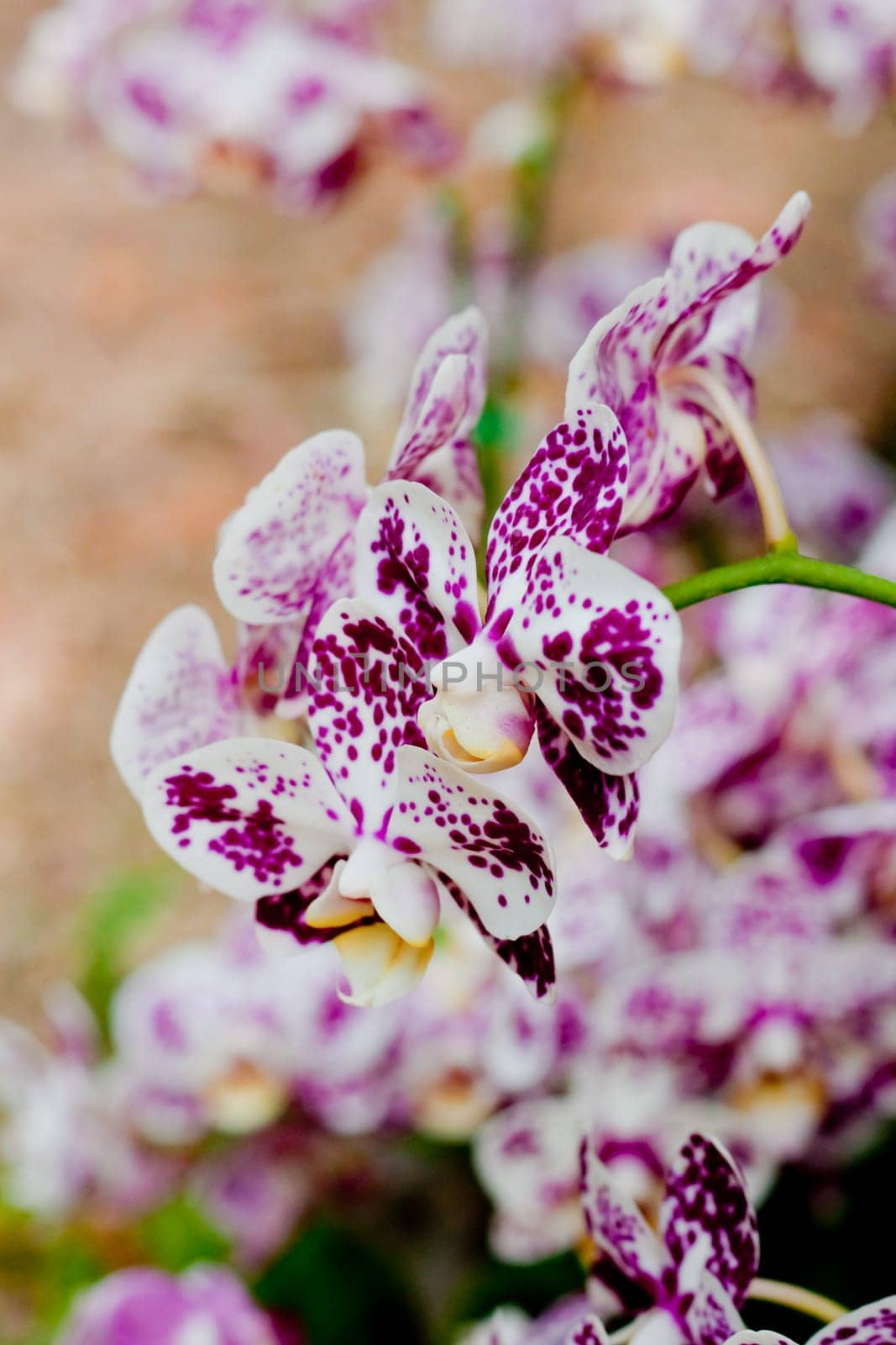Beautiful orchid