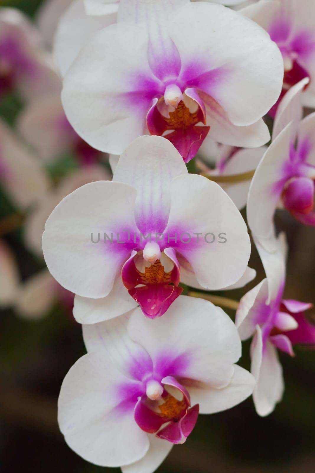 Beautiful orchid