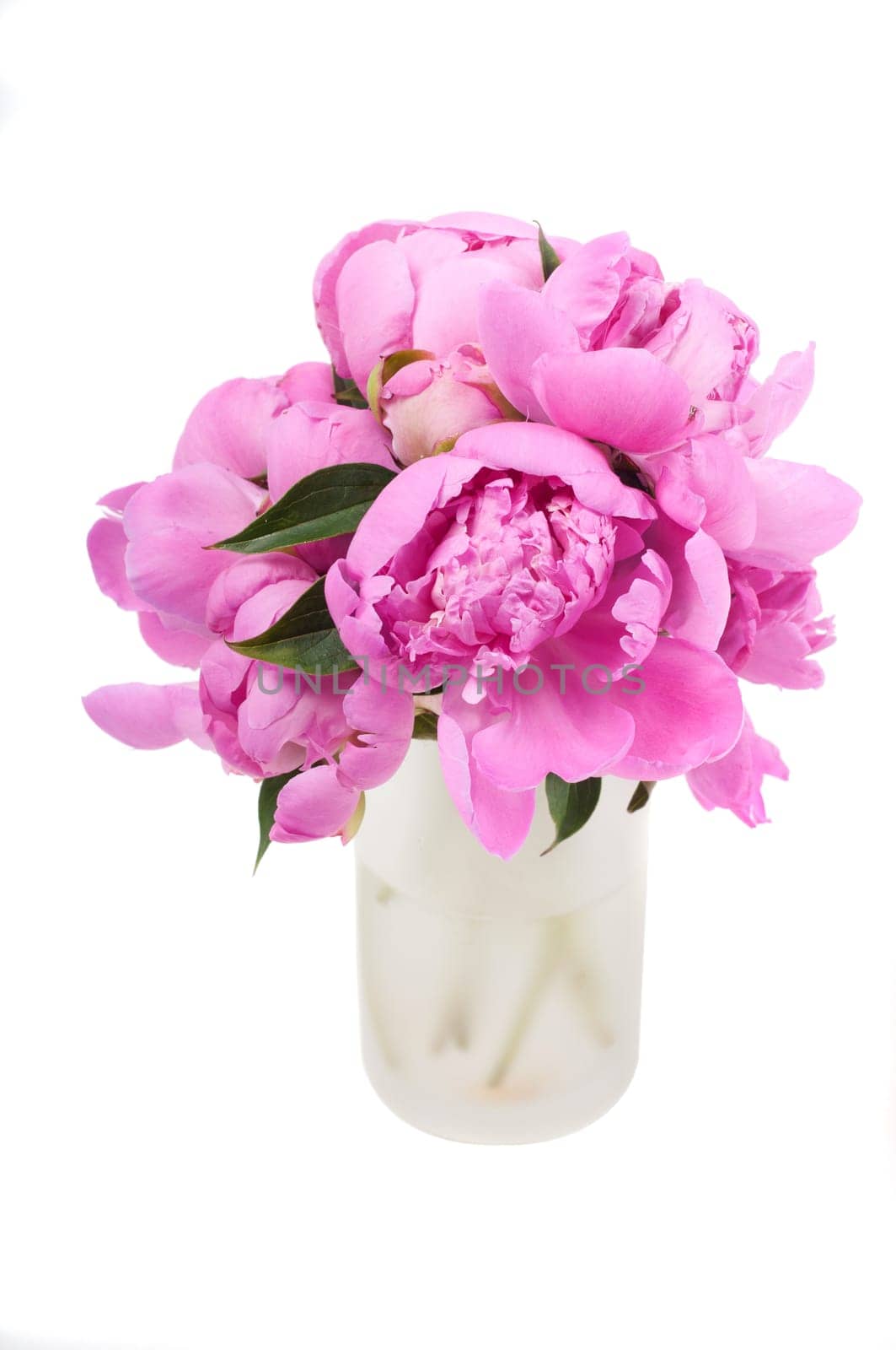 Beautiful pink peony isolated on white, studio shooting