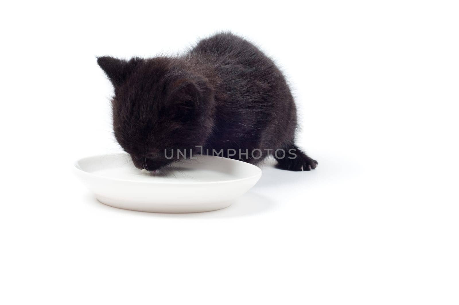 Shot of little cute black kitten isolated on white