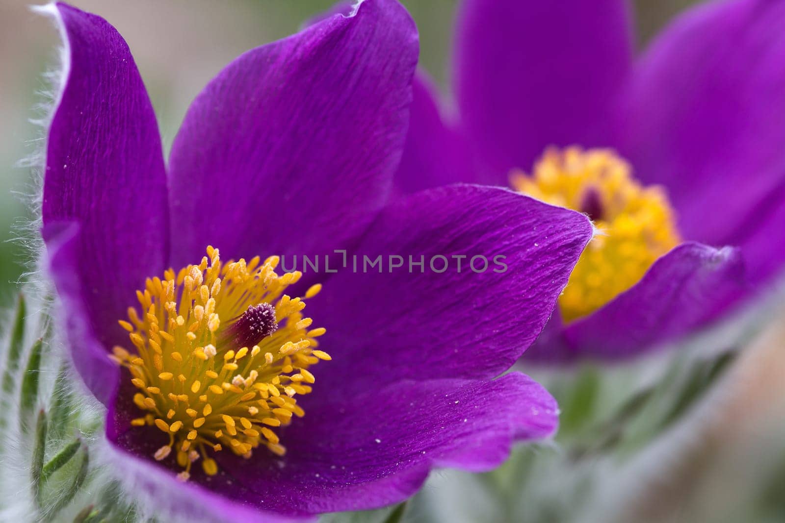 Pasque flower