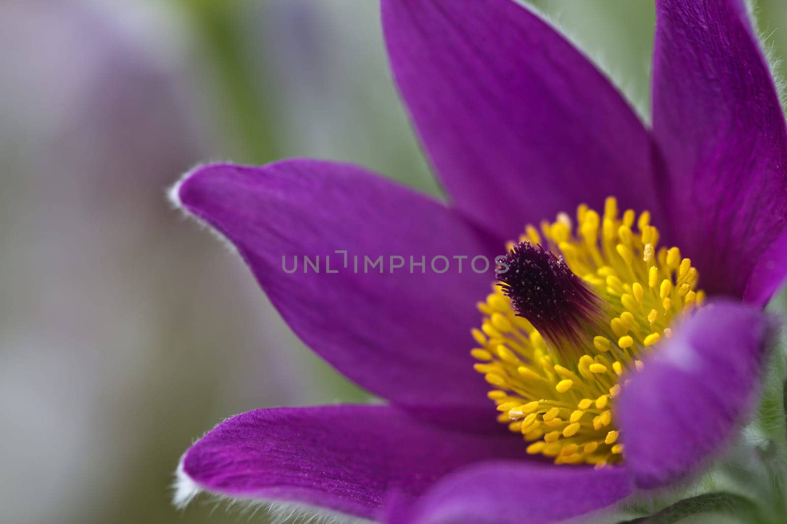 Pasque flower