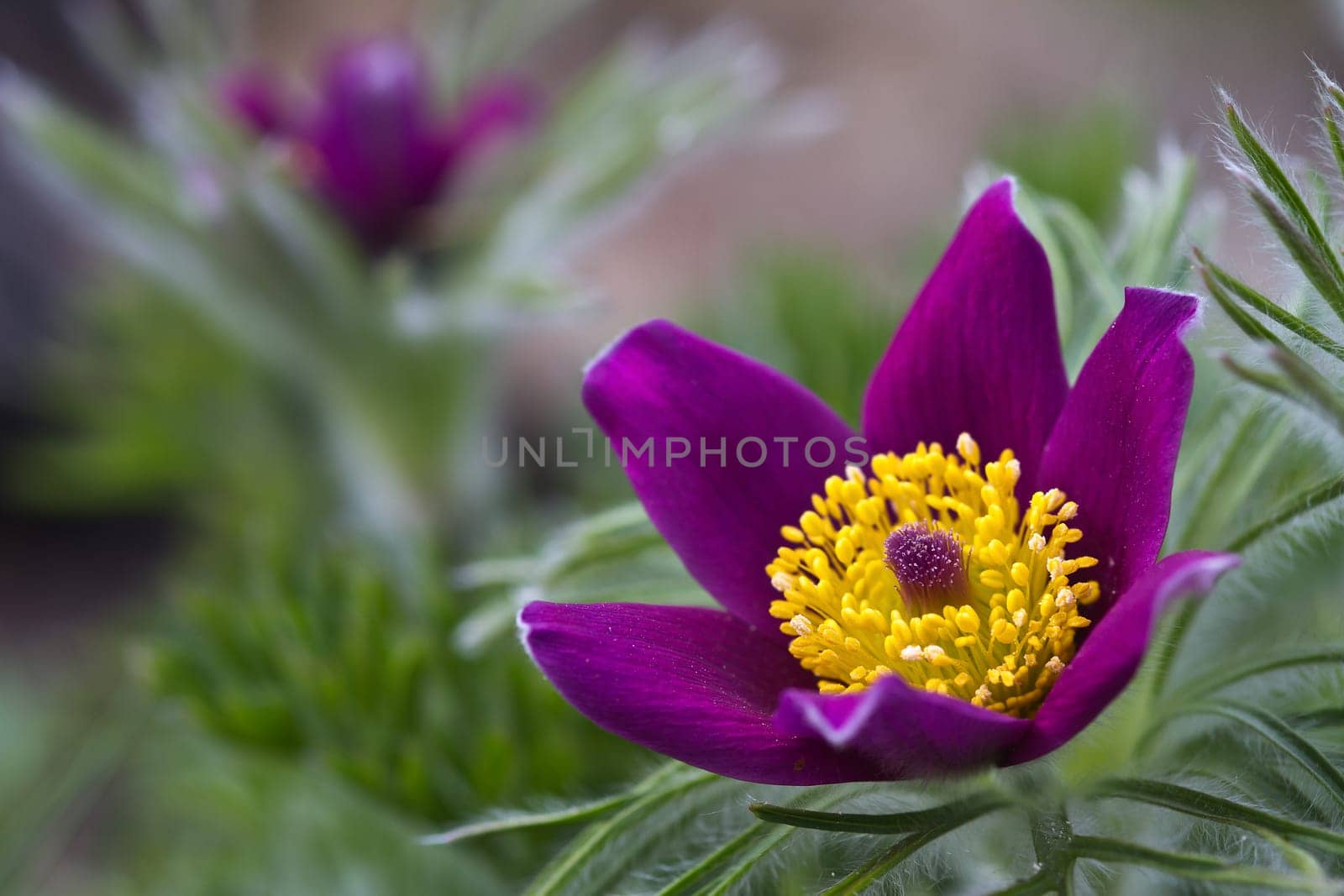 Pasque flower
