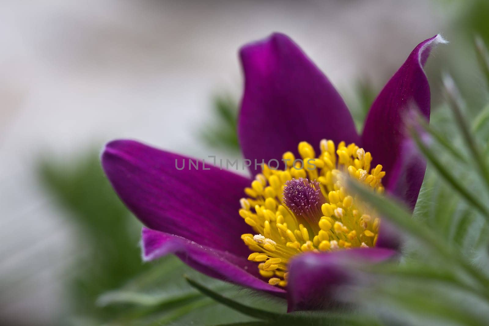 Pasque flower