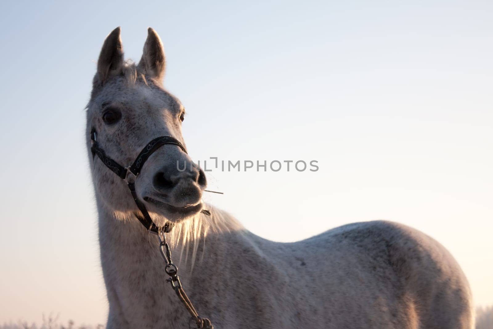 portrait of white horse in nature