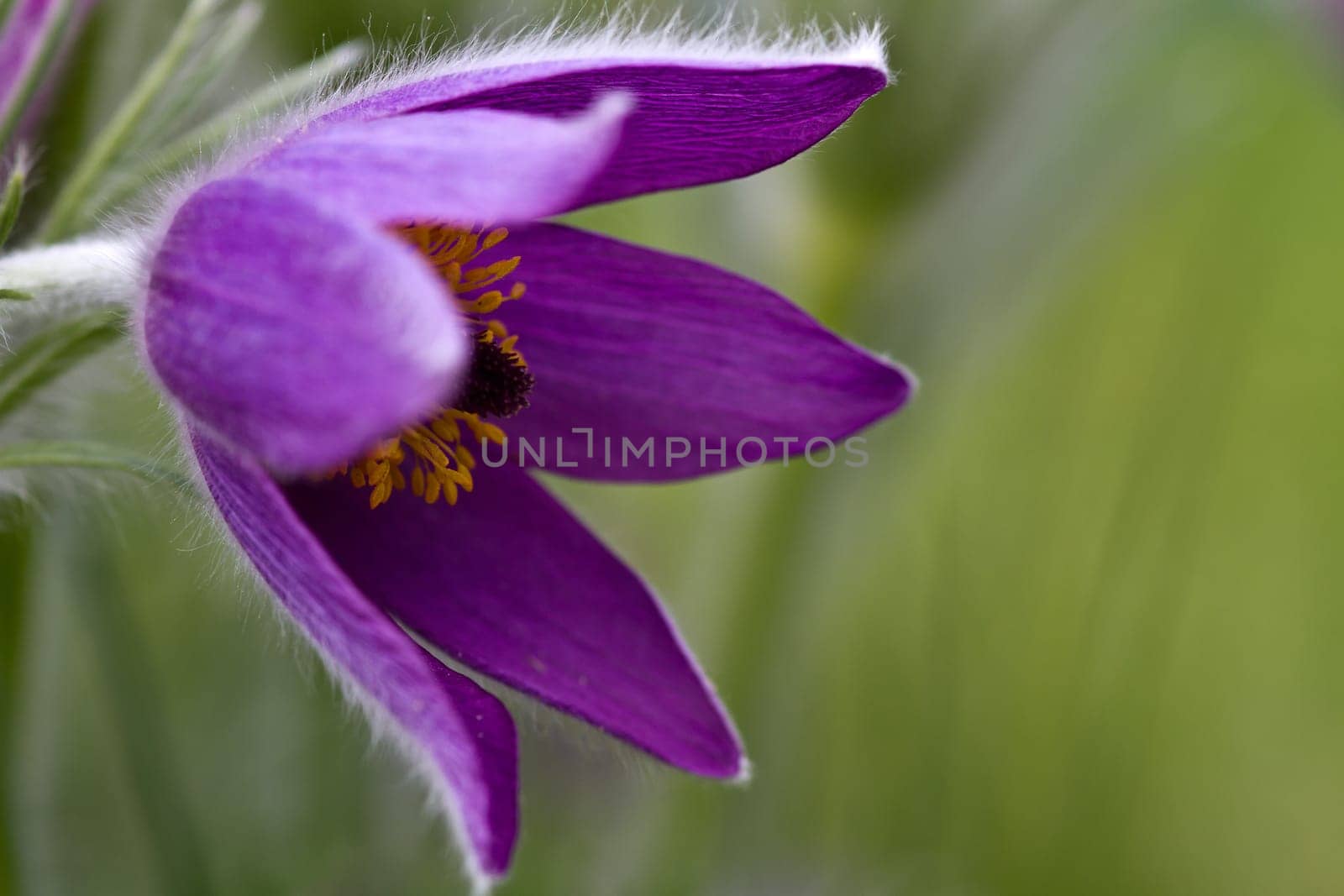 Pasque flower