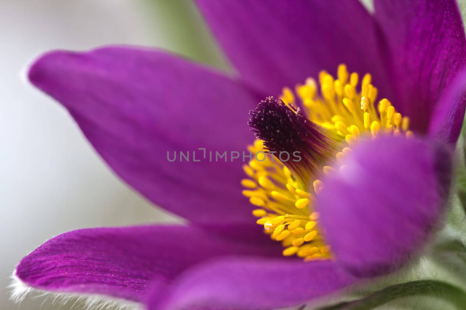Pasque flower