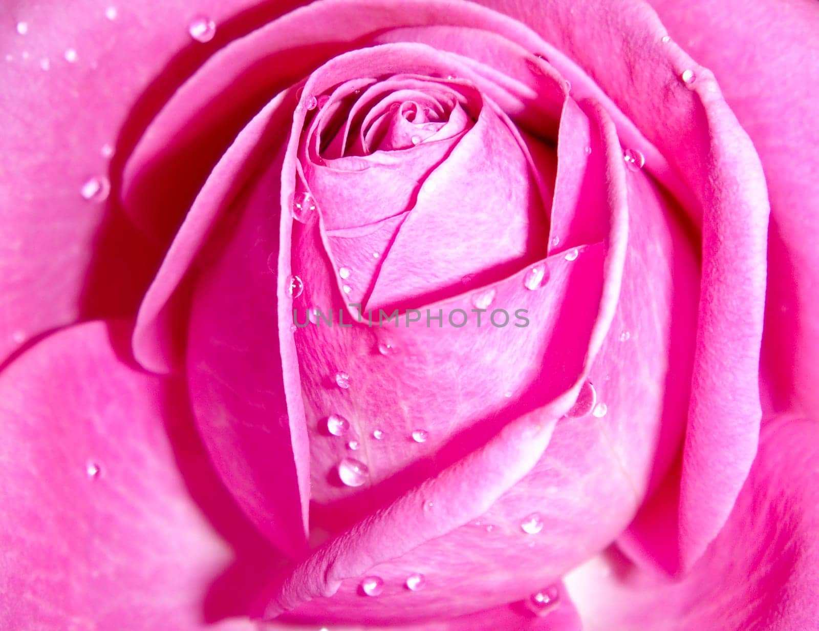 closeup photo of the pink rose bud with shiny  drops of water