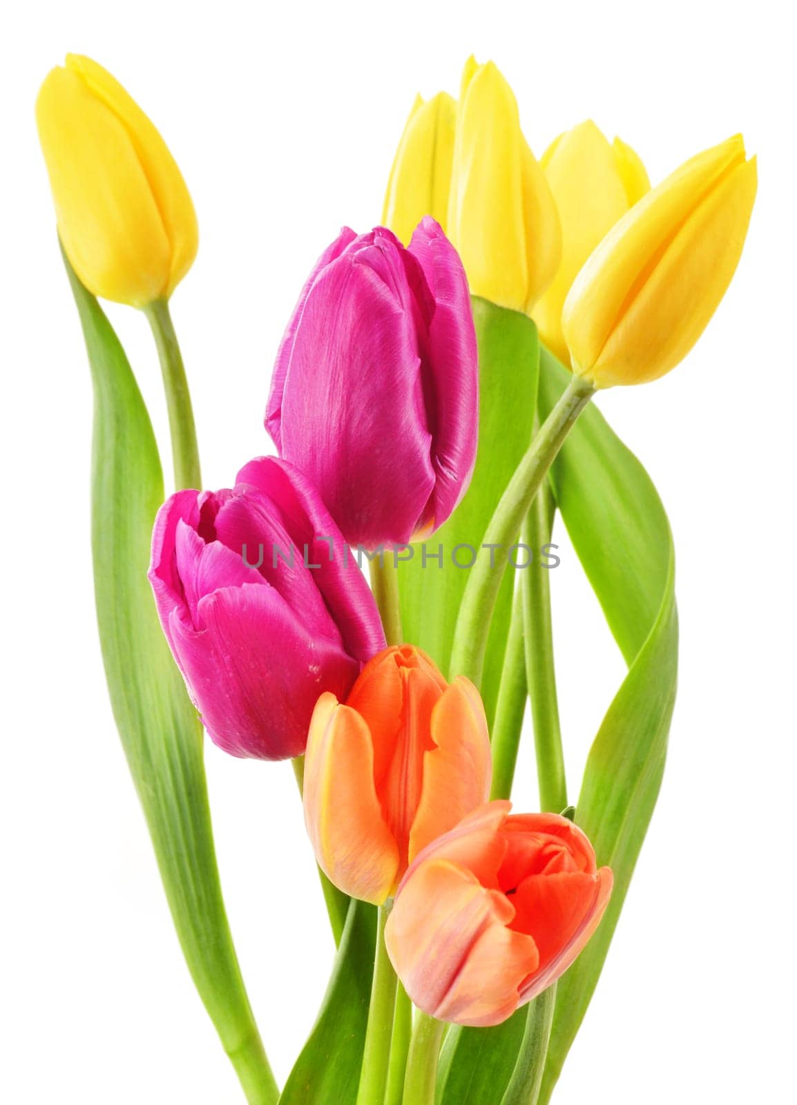 Bouquet of tulips on white background. Tulipa