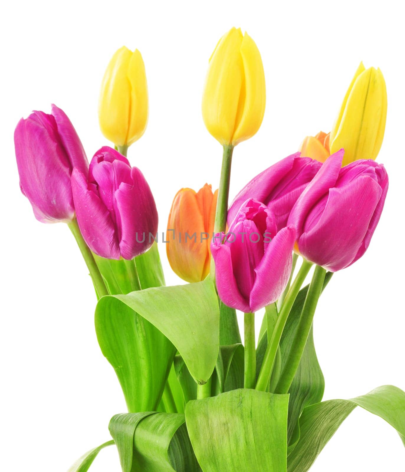Bouquet of tulips on white background. Tulipa