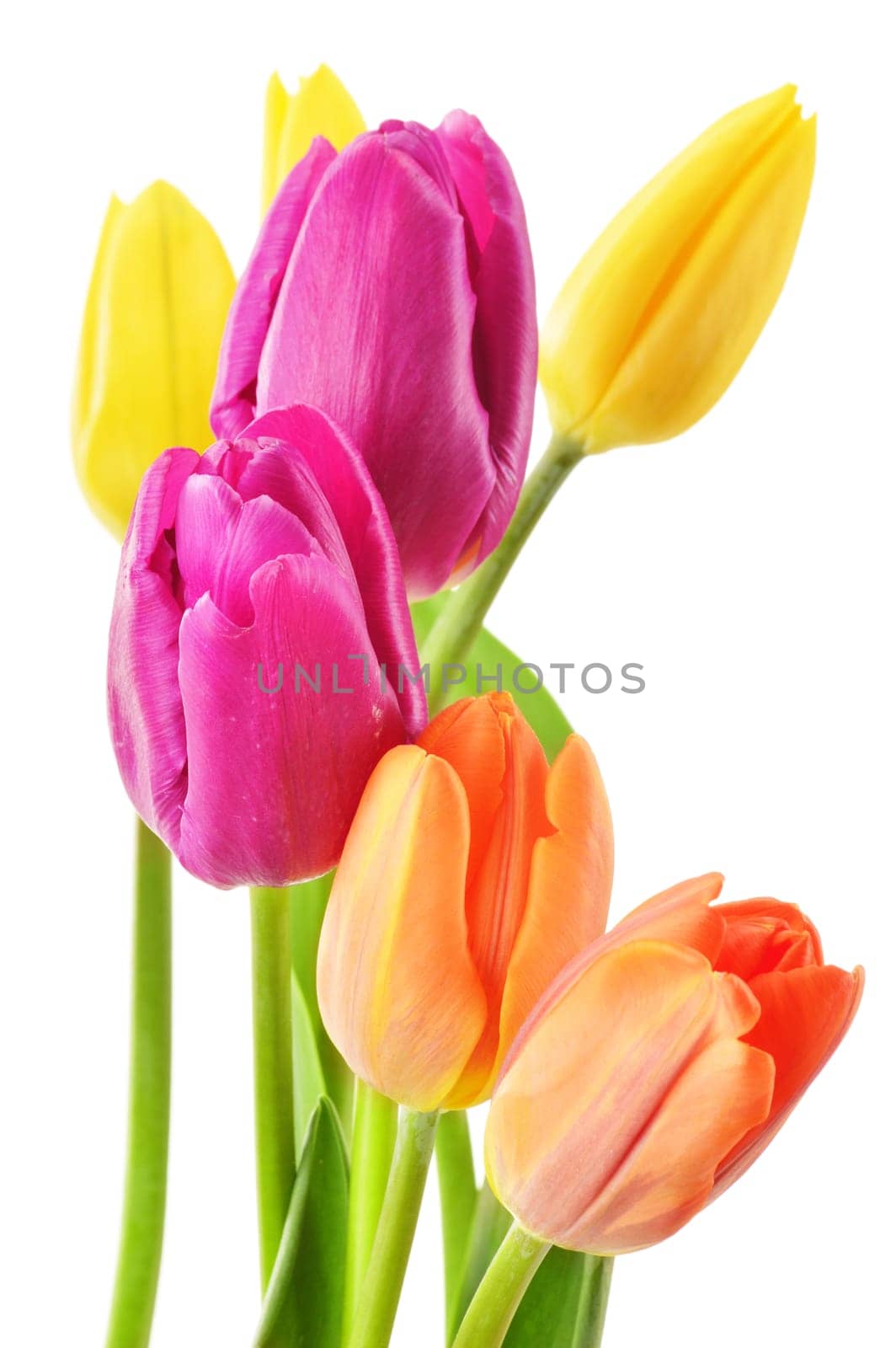 Bouquet of tulips on white background. Tulipa