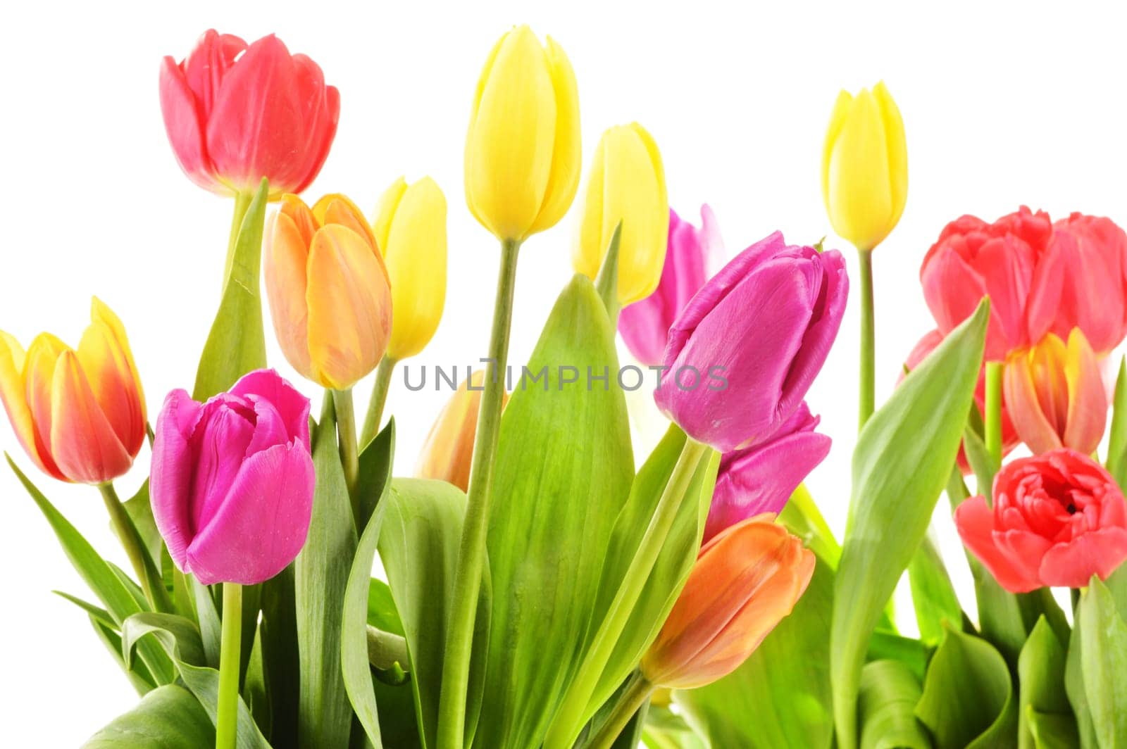 Bouquet of tulips on white background. Tulipa