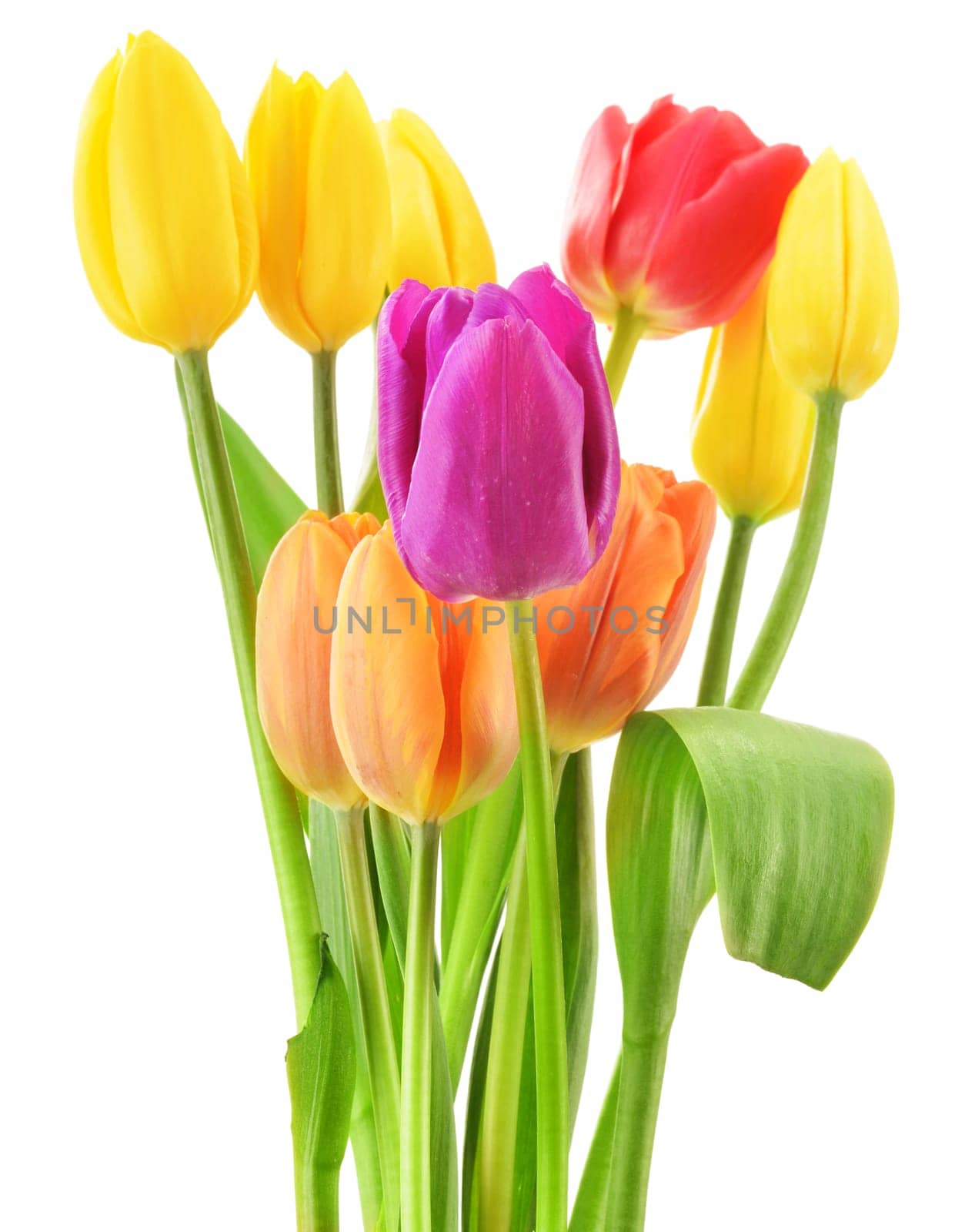 Bouquet of tulips on white background. Tulipa