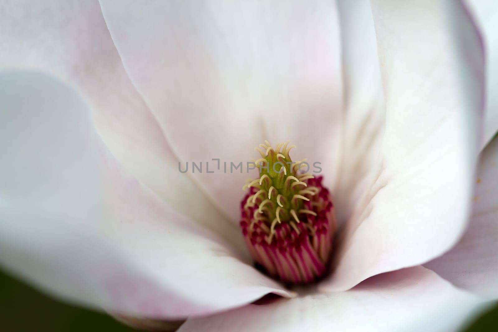 Magnolia