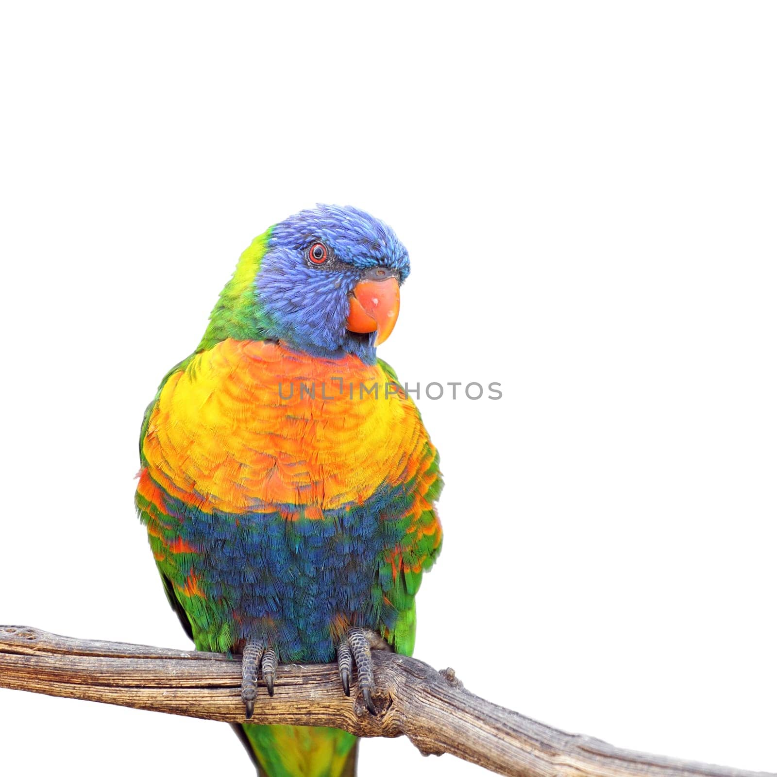 Details of rainbow lorikeet, trichoglossus haematodus, perching on a branch, isolated on white.