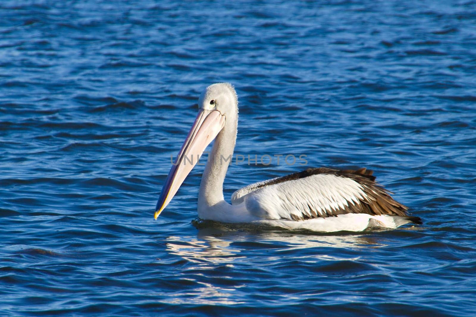 A pelican swimming on blue water in the late afternoon