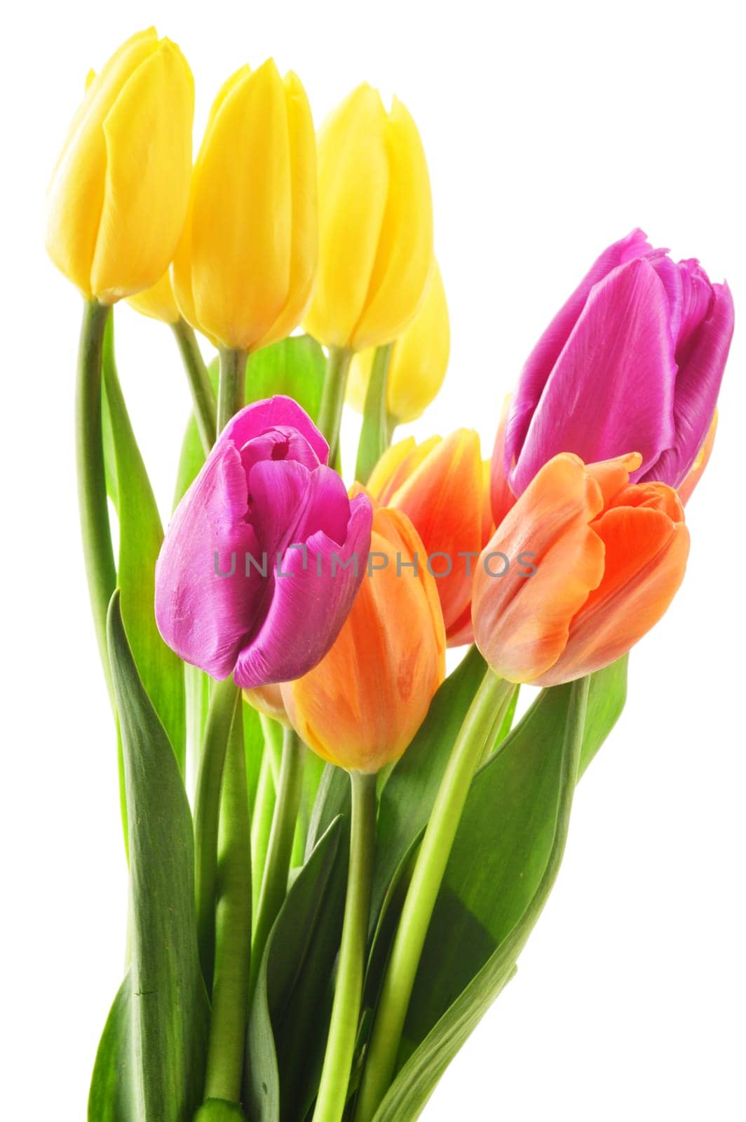 Bouquet of tulips on white background. Tulipa