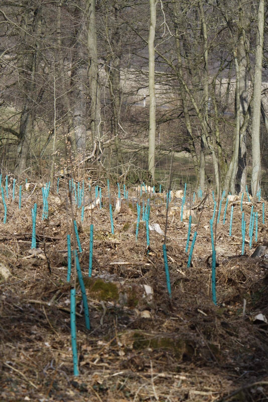Reforestation area
