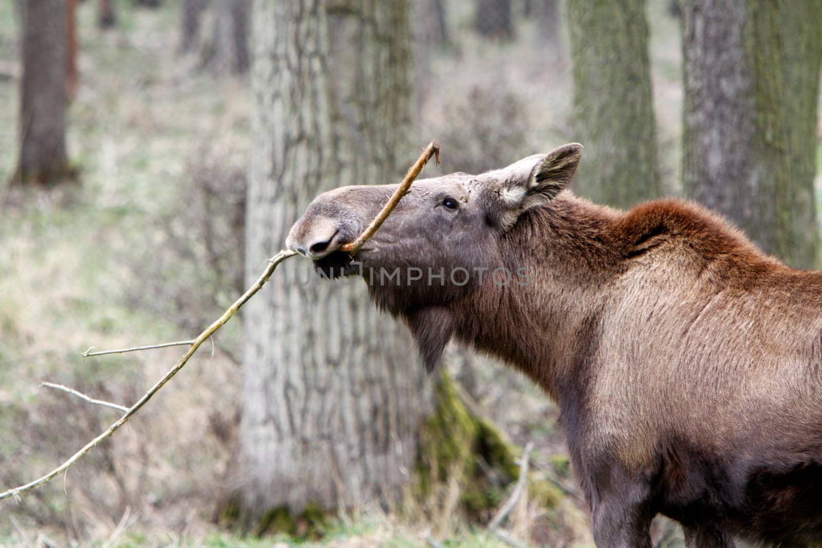Elk