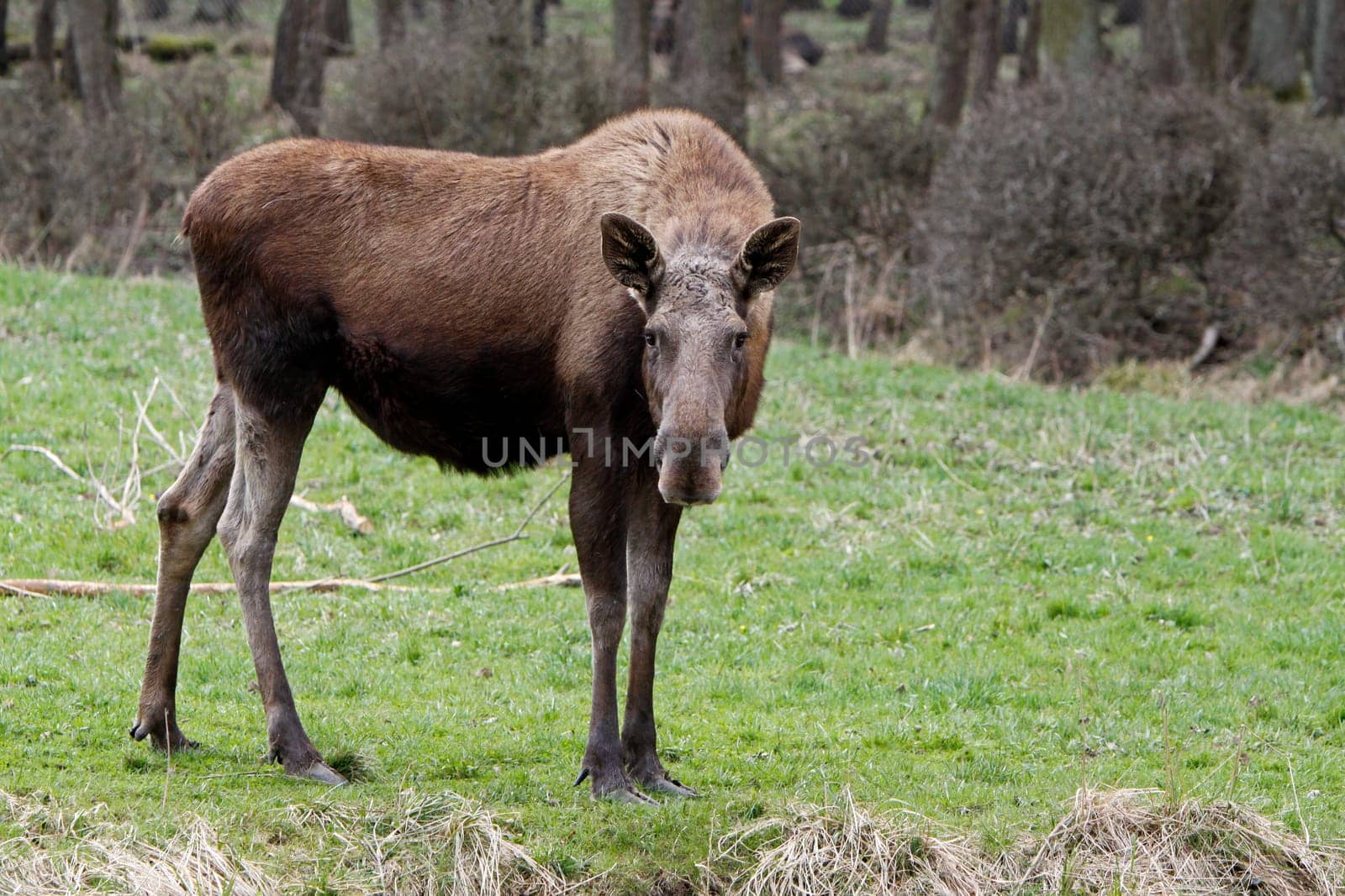 Elk