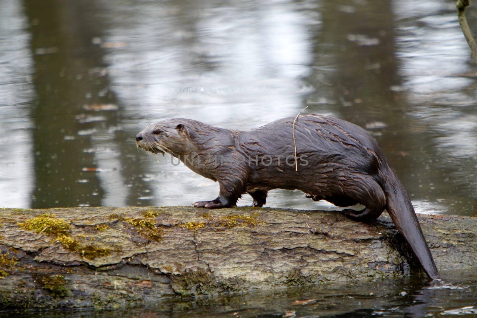 Eurasian river otter
