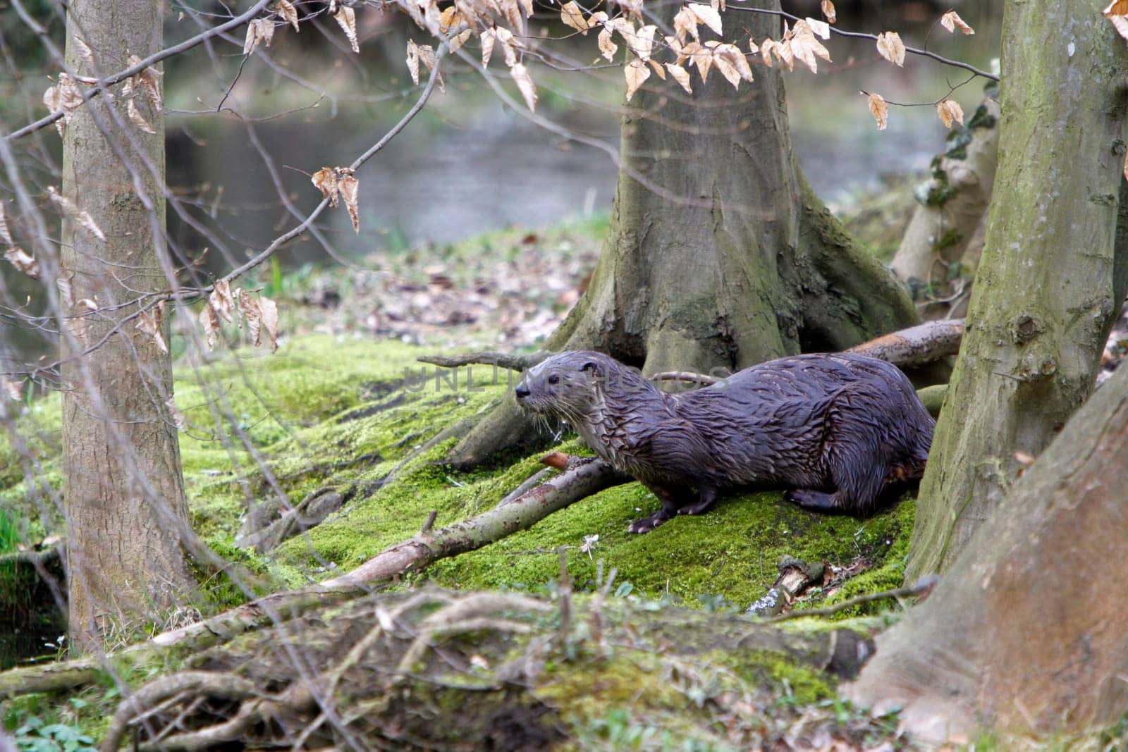 Eurasian river otter
