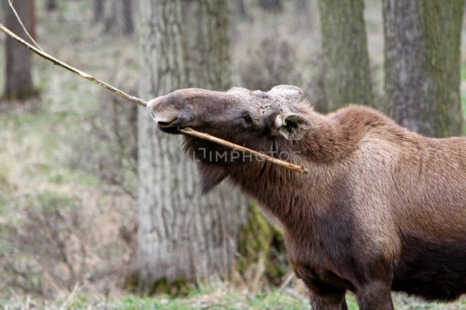 Elk