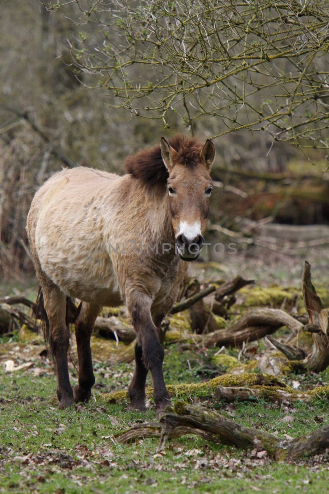 Asian wild horse