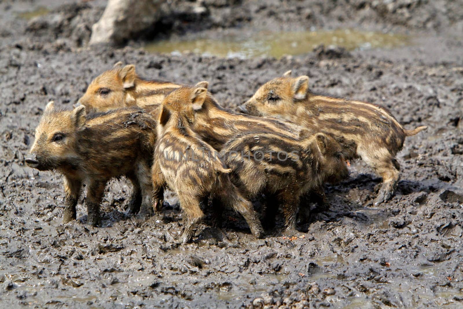 Wild boars Youngsters