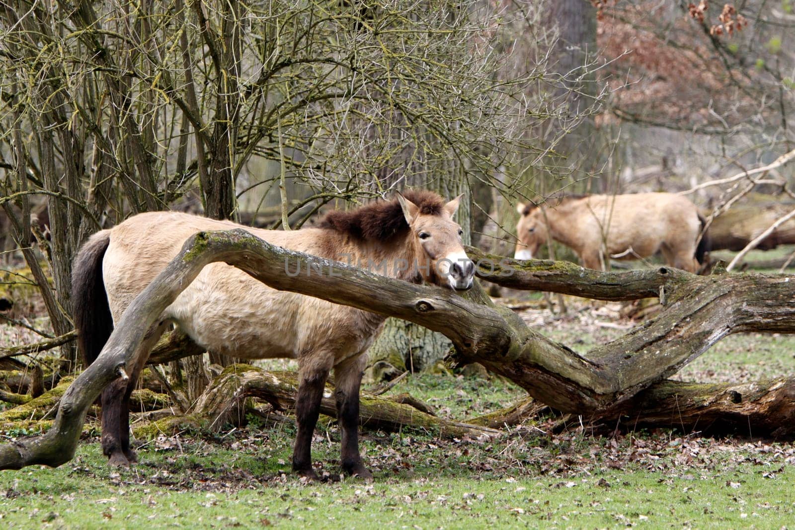 Asian wild horse