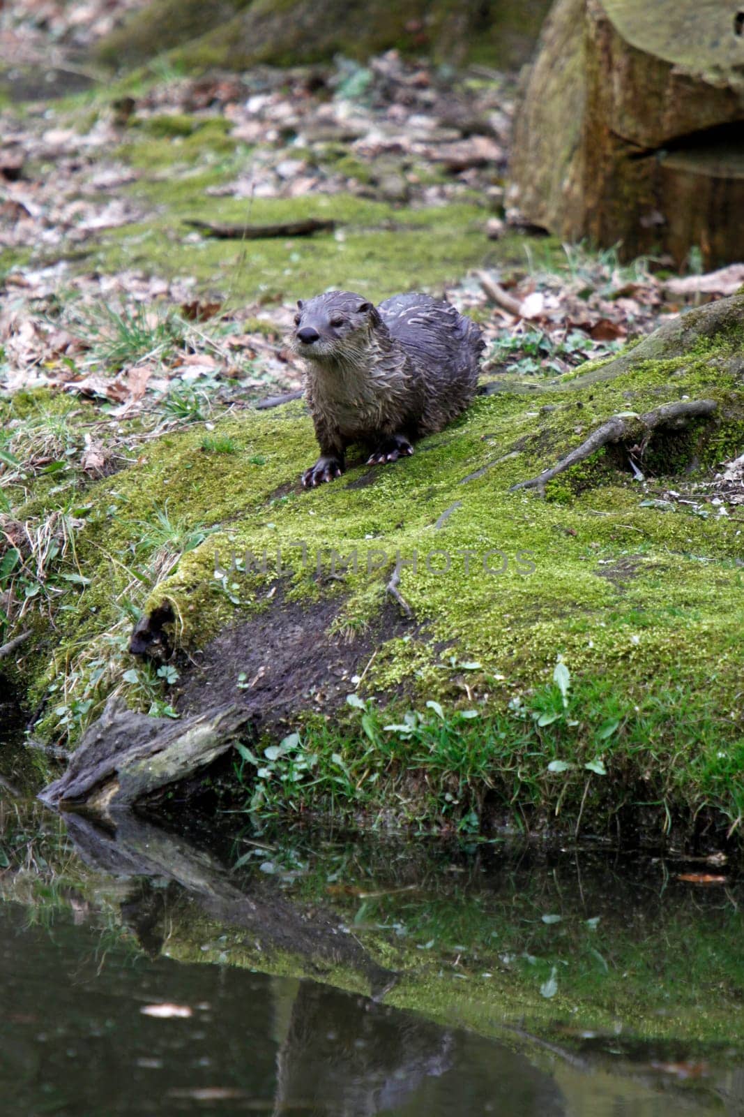 Eurasian river otter