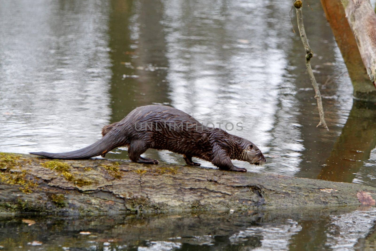 Eurasian river otter