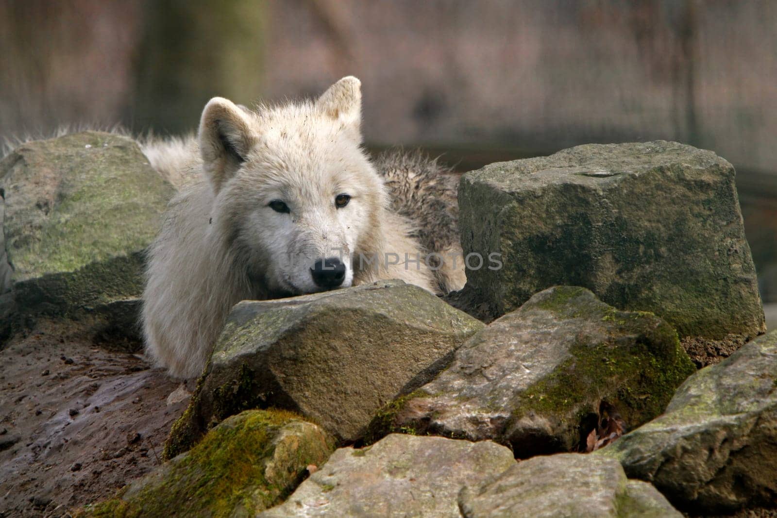 Arctic wolf