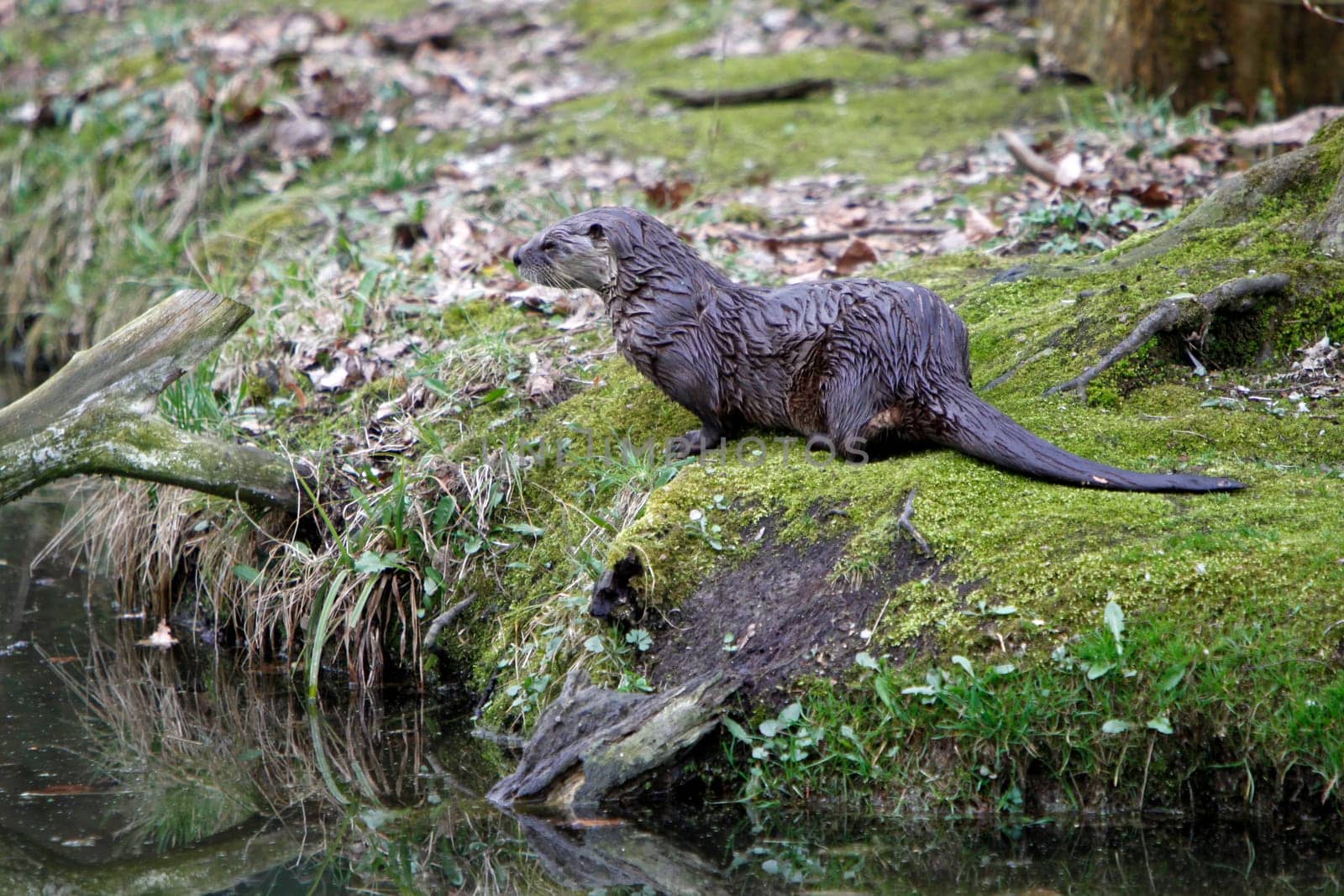 Eurasian river otter