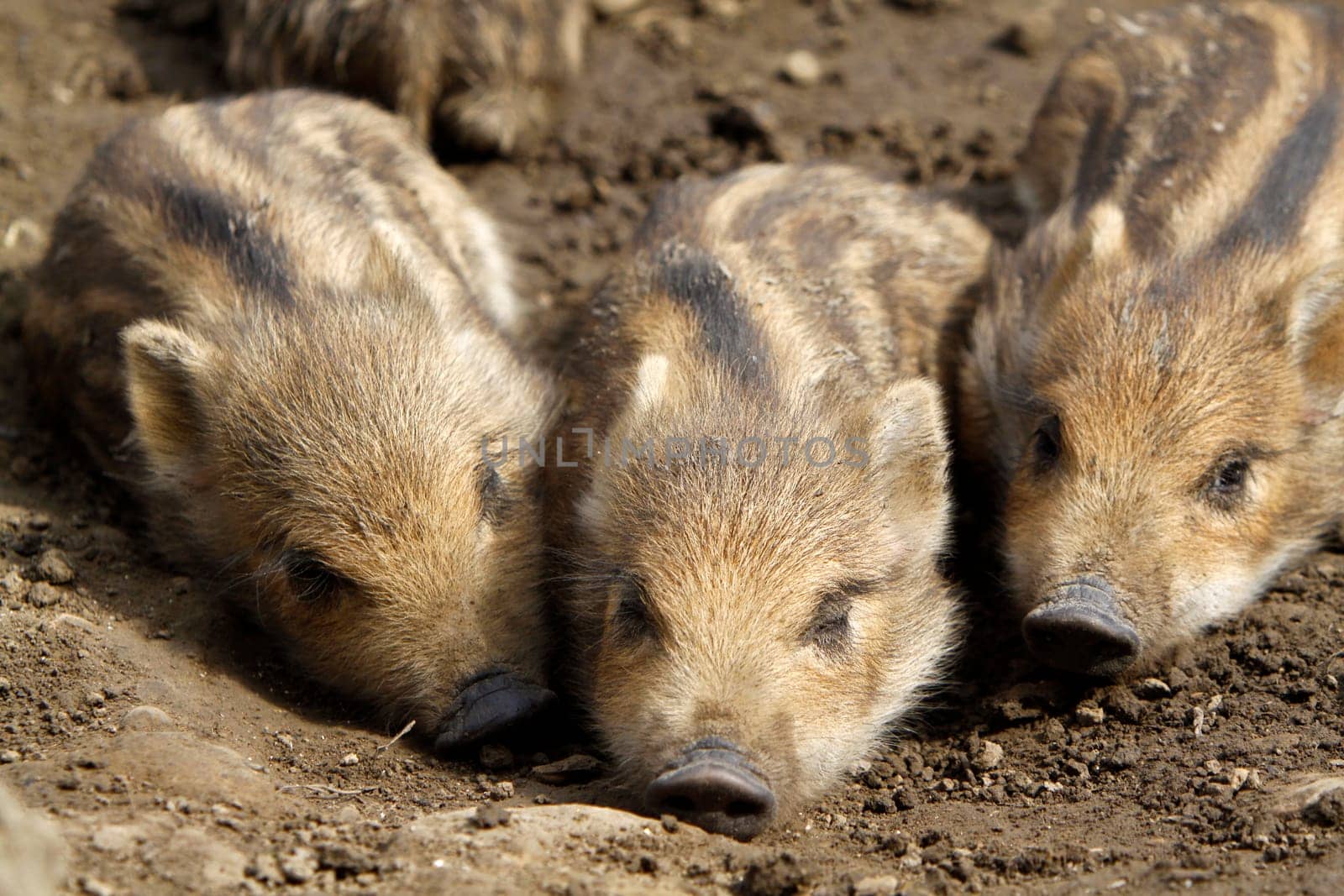 Wild Boar Youngsters