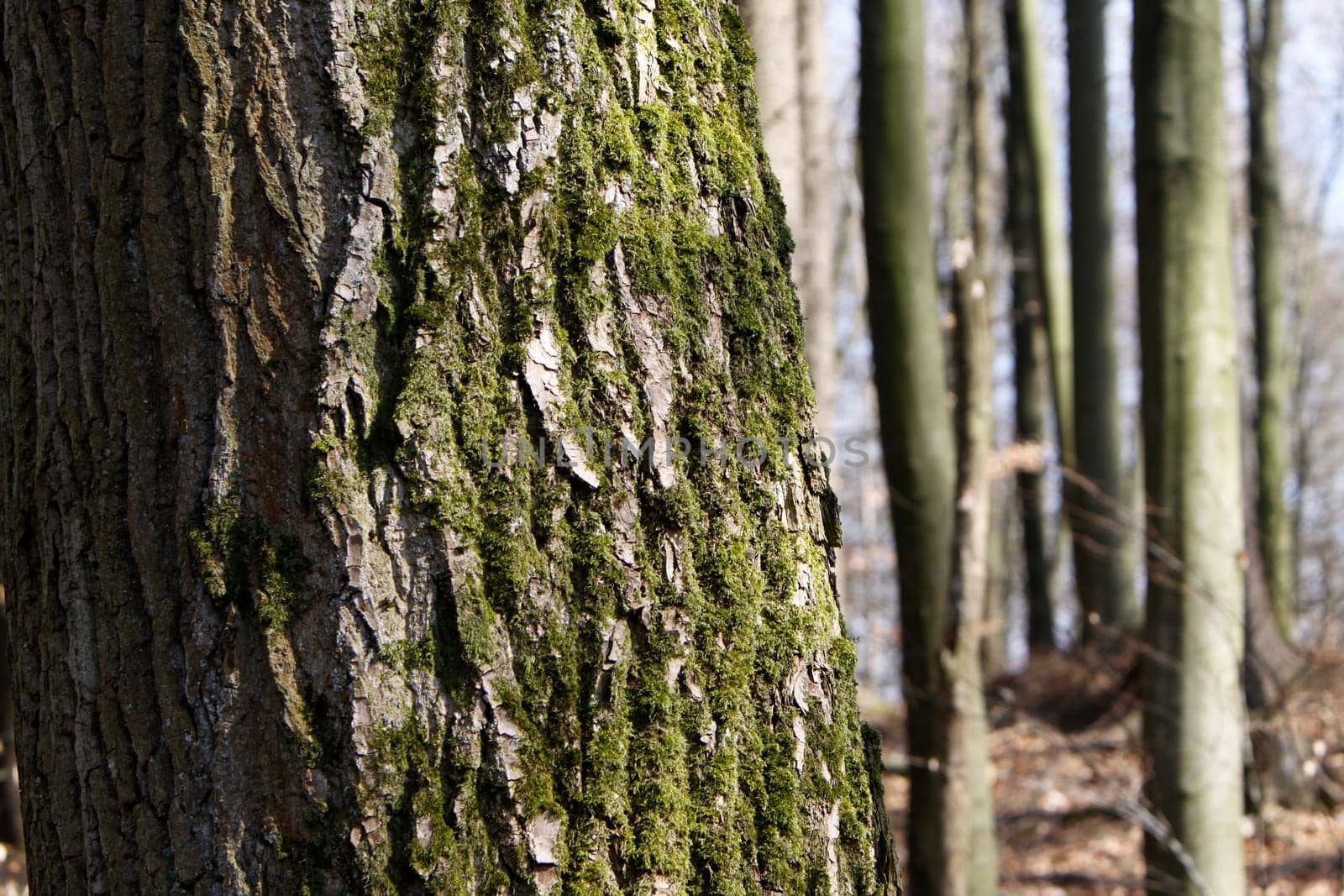 Mossy bark of a larch
