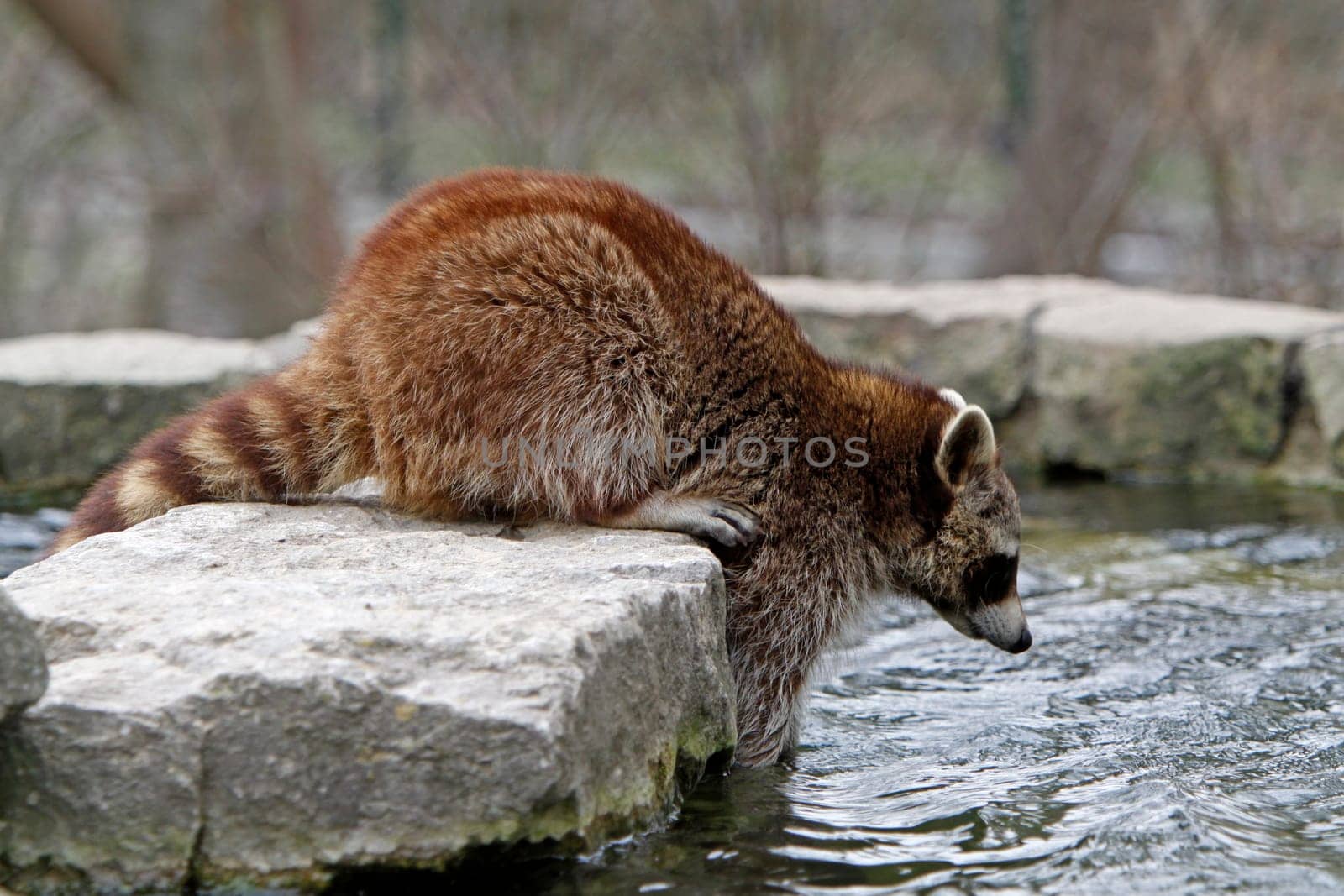 Raccoon