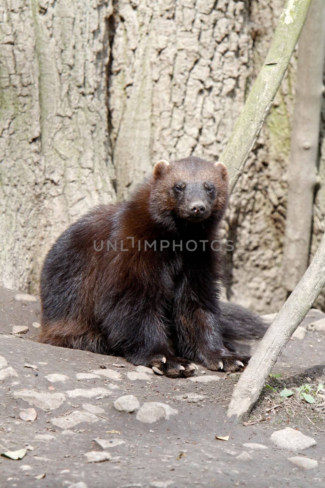 Wolverine