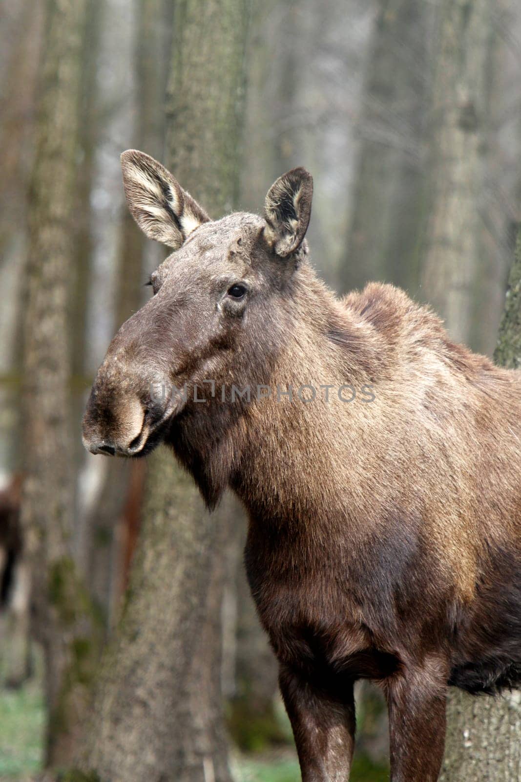 Elk