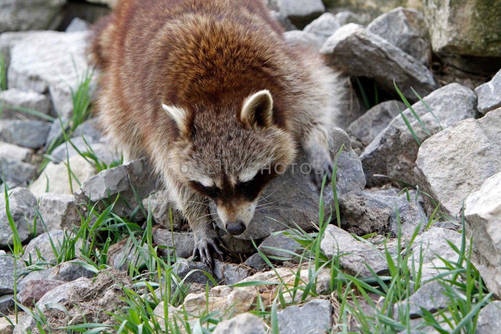 Raccoon