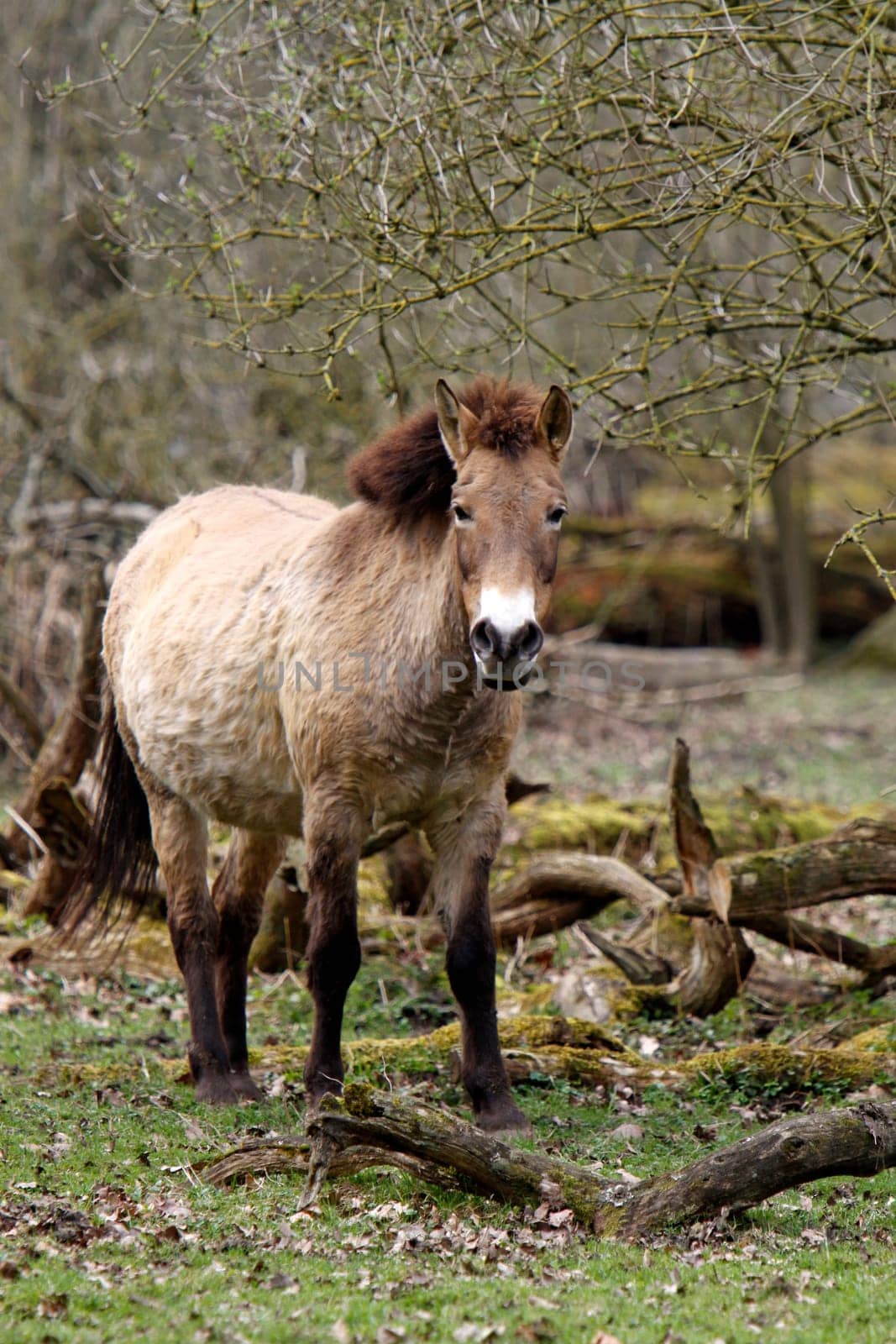 Asian wild horse