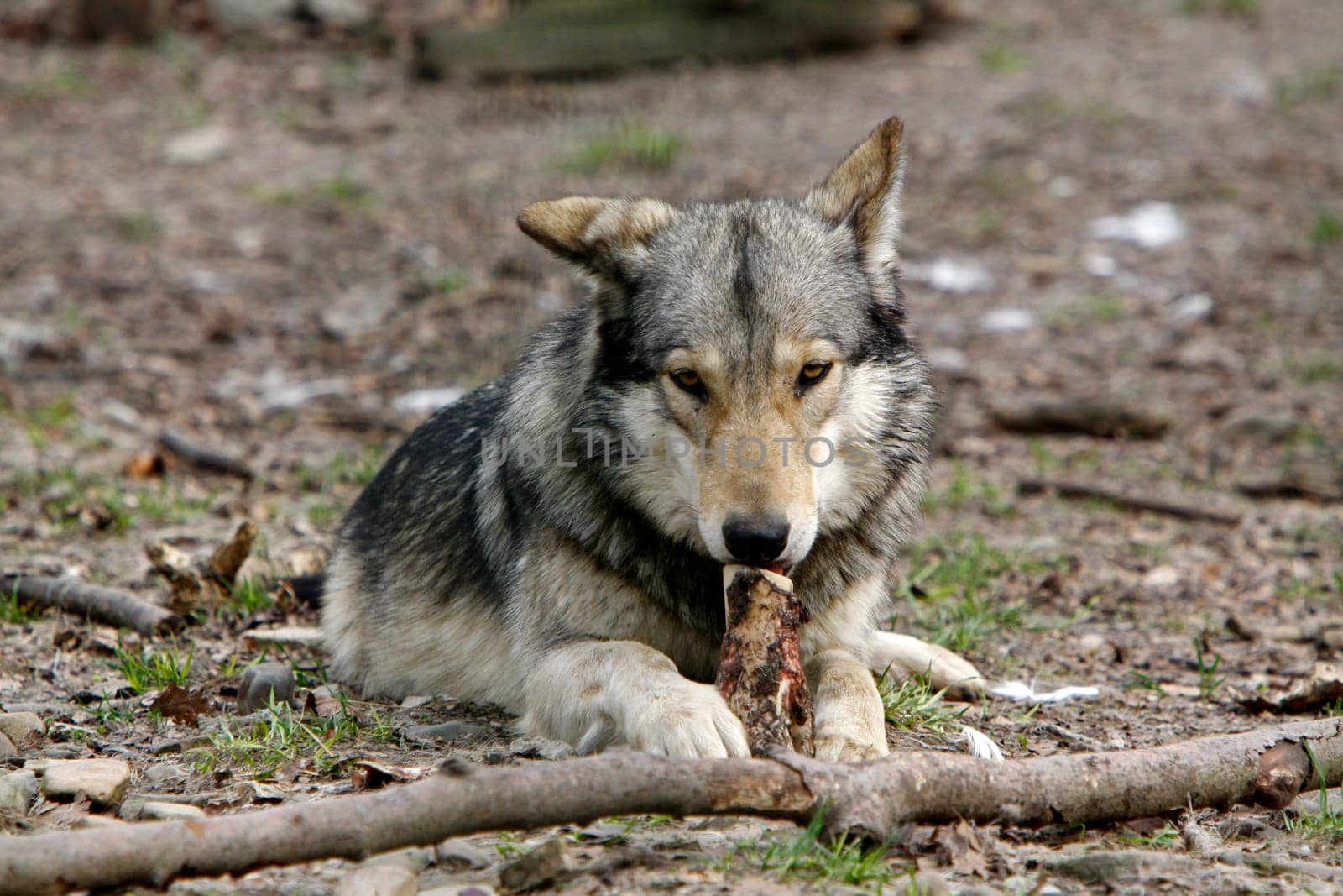 Timberwolf